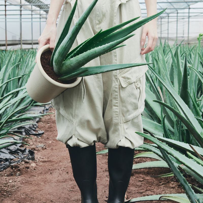 glow aloe barrier support moisturizer