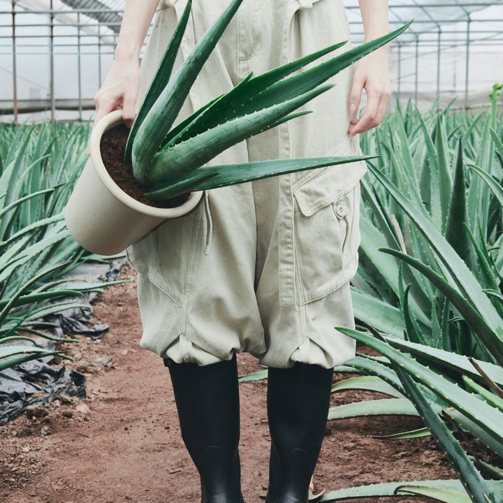 glow aloe barrier support moisturizer